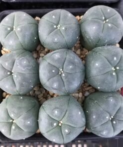 Buy Peyote Buttons