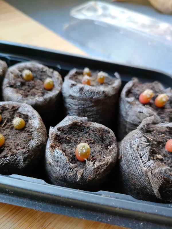 Peyote Button Seeds