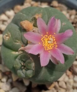 L.Fricii Coahuila Viesca