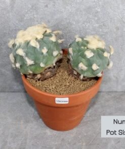 Lophophora diffusa v Koike (Double-head Peyote)