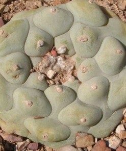 Lophophora Diffusa var. Rio Extorsas