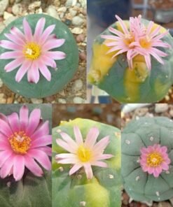 Lophophora Fricii unknow mix