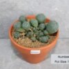 Lophophora williamsii Caespitosa - 12cm Pot Size (Peyote)