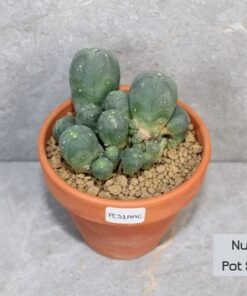 Lophophora williamsii Caespitosa - 9cm Pot Size (Peyote)