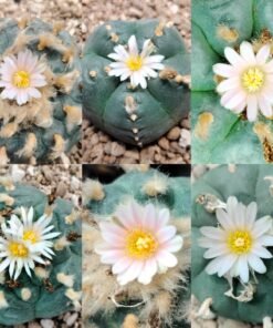 Lophophora Williamsii unknown mix seeds varieties