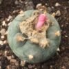 Lophophora Williamsii variety Coahuila Hipolito