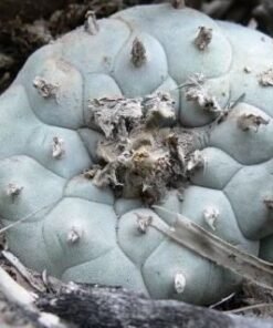 L.W Coahuila variety Parras