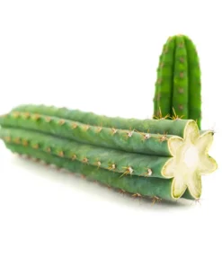 PERUVIAN TORCH (ECHINOPSIS PERUVIANA)