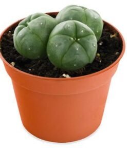 PEYOTE CACTUS 3-CLUSTER (LOPHOPHORA WILLIAMSII)