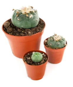 Buy PEYOTE (LOPHOPHORA WILLIAMSII)