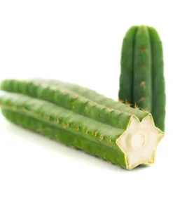Buy SAN PEDRO (ECHINOPSIS PACHANOI)